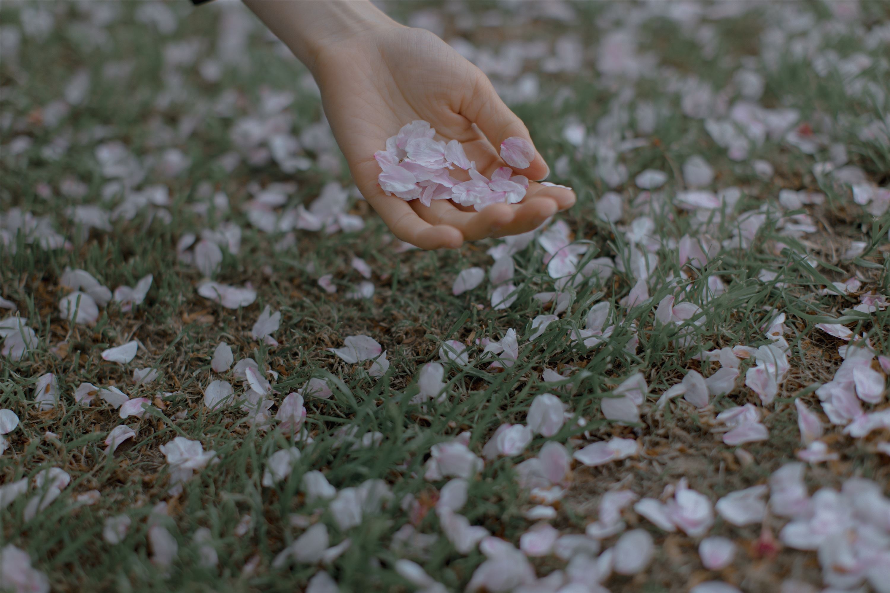 YITUYU艺图语 2021.09.02 樱花渐落 汤兮兮